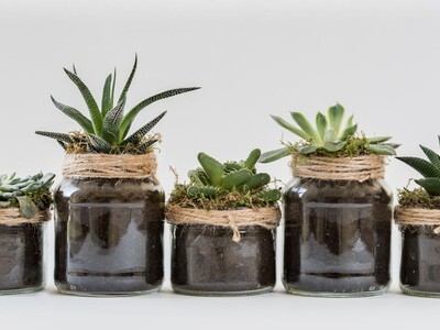 Plant Swap